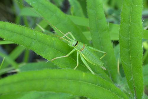 Ephippiger diurnus diurnus